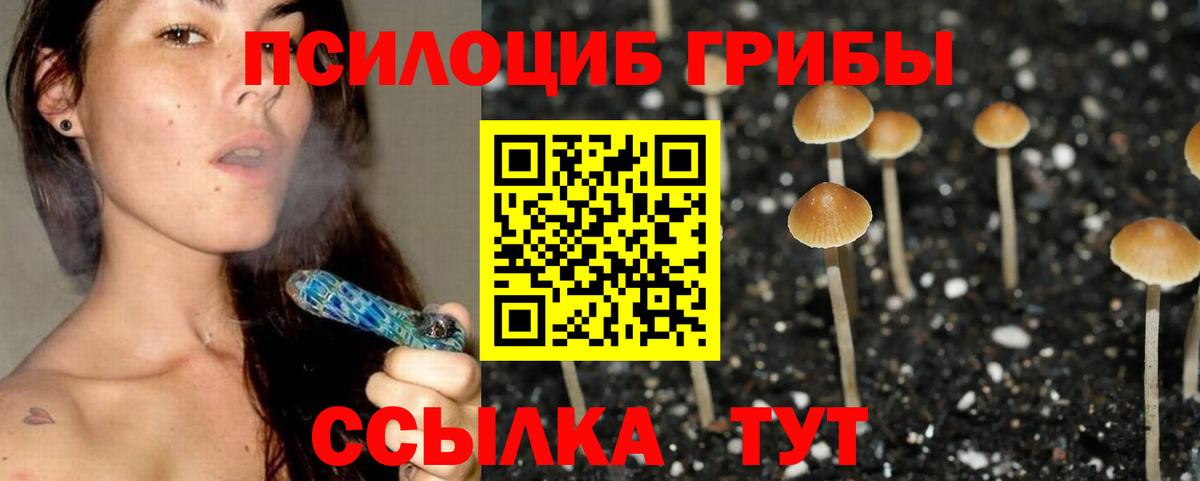 Галлюциногенные грибы Psilocybe Карачаевск